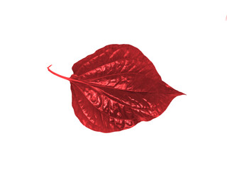 Red Leaf isolated on white background