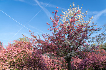 Spring trees in paris