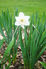 Bright White and Light Pink Spring Daffodil In a Spring Garden Bed 