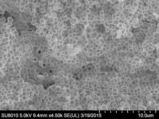 MRSA Staphylococcus aureus Biofilm 