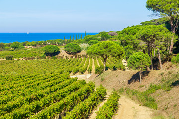 Majestic view of vineyards in France, near Saint Tropez, France - 263057306