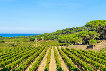 Majestic view of vineyards in France, near Saint Tropez, France - 263057365