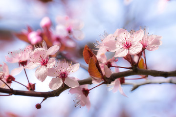 Cherry blossom in spring