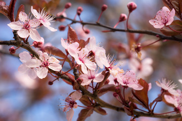 Cherry blossom in spring