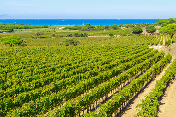 Majestic view of vineyards in France, near Saint Tropez, France