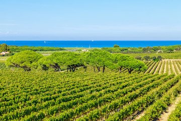Majestic view of vineyards in France, near Saint Tropez, France - 263057394