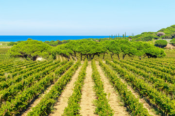 Majestic view of vineyards in France, near Saint Tropez, France - 263057529