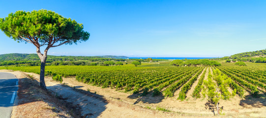 Majestic view of vineyards in France, near Saint Tropez, France - 263057539