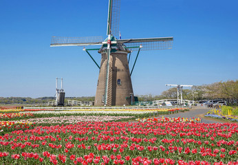 風車のあるチューリップ畑