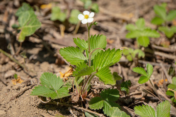 Erdbeerpflanze mit Blüte