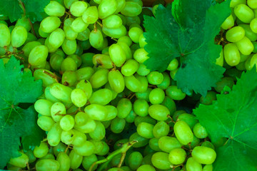 Fresh green grapes fruit and leaves in market