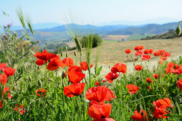 Poppy field in summer, spain, andalusia
