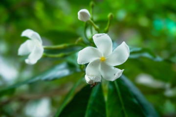 White Gerdenia Crape Jasmine Flower on green blurred background