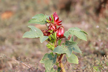 Roselle seed packet blooming in red color on the green tree.