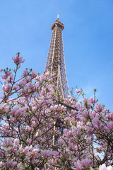 Spring trees in paris