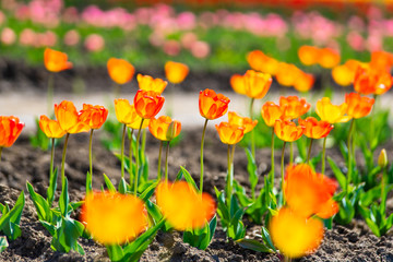 チューリップ畑