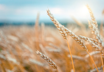 Wheat field. Gold ears wheat or rye. Complete grains close-up. Against the sky with the sun. The idea of a rich harvest. Label art design. vintage retro style. instagram filter.