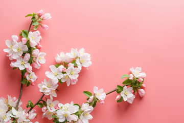 Fototapeta na wymiar Sakura blooming, spring flowers on a pink background with space for a greeting message. The concept of spring and mother's day. Beautiful delicate pink cherry flowers in springtime