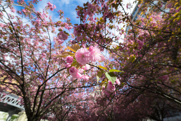 Cherry blossom in spring