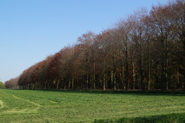 trees in the park