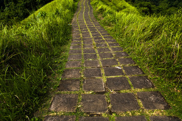 Campuhan Ridge hiking trail in Ubud, Bali