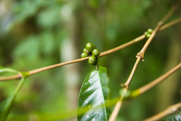 Coffee beans on a branch of coffee tree with leaves