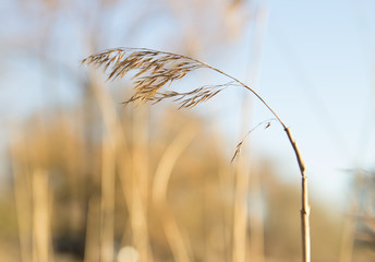 Fototapeta premium rush on the bet