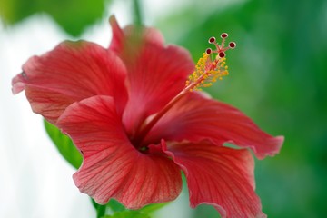 Spectacular red hibiscus flower, close-up picture with lot of details. this flower is used in many fields such as Cosmetics, drinks... 