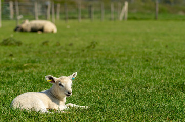Spring Lamb