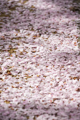 petals on the pattern