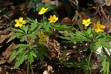 Gelbes Windröschen (Anemone ranunculoides)