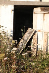 Porta abandonada por trás de flores selvagens