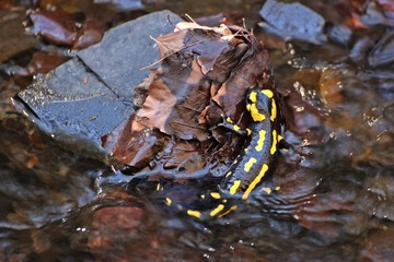 Im Bach sitzender Feuersalamander (Salamandra salamandra)
