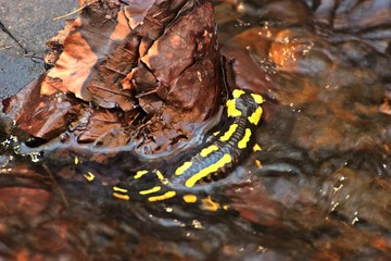 Im Bach sitzender Feuersalamander (Salamandra salamandra)
