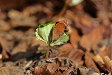Buchenkeimling (Fagus sylvatica)