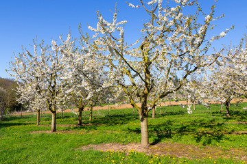 Kirschblüte - Cherry Blossom