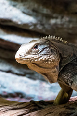 Water Monitor Lizard