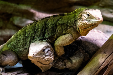 Water Monitor Lizard
