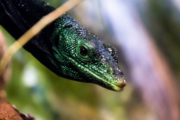 Water Monitor Lizard