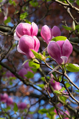 magnolia in spring