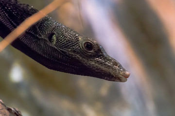 Water Monitor Lizard