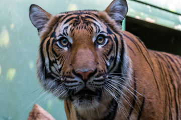Beautiful close up portrait of a Siberian tiger