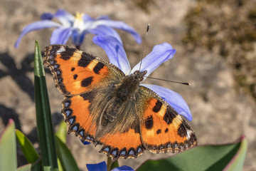 schmetterling