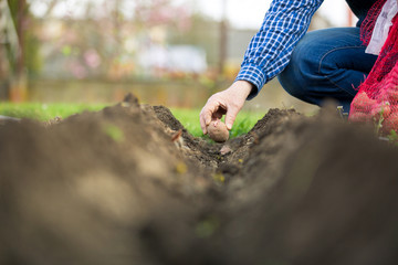 Senior man planting potaotes to the prepared rows of soil, gardening concept