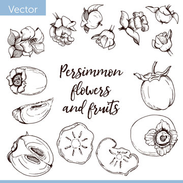 Set of elements. Persimmon flowers and fruits. Monochrome graphic drawing