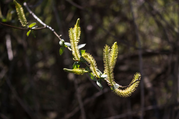 Willow branch closeup