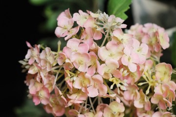 Dry flowers at beautiful in the vase
