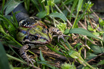 Snake eating a frog