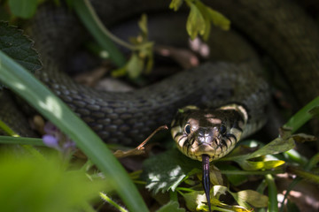 Snake with tongue outstretched closeup