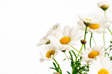 daisies isolated on white background